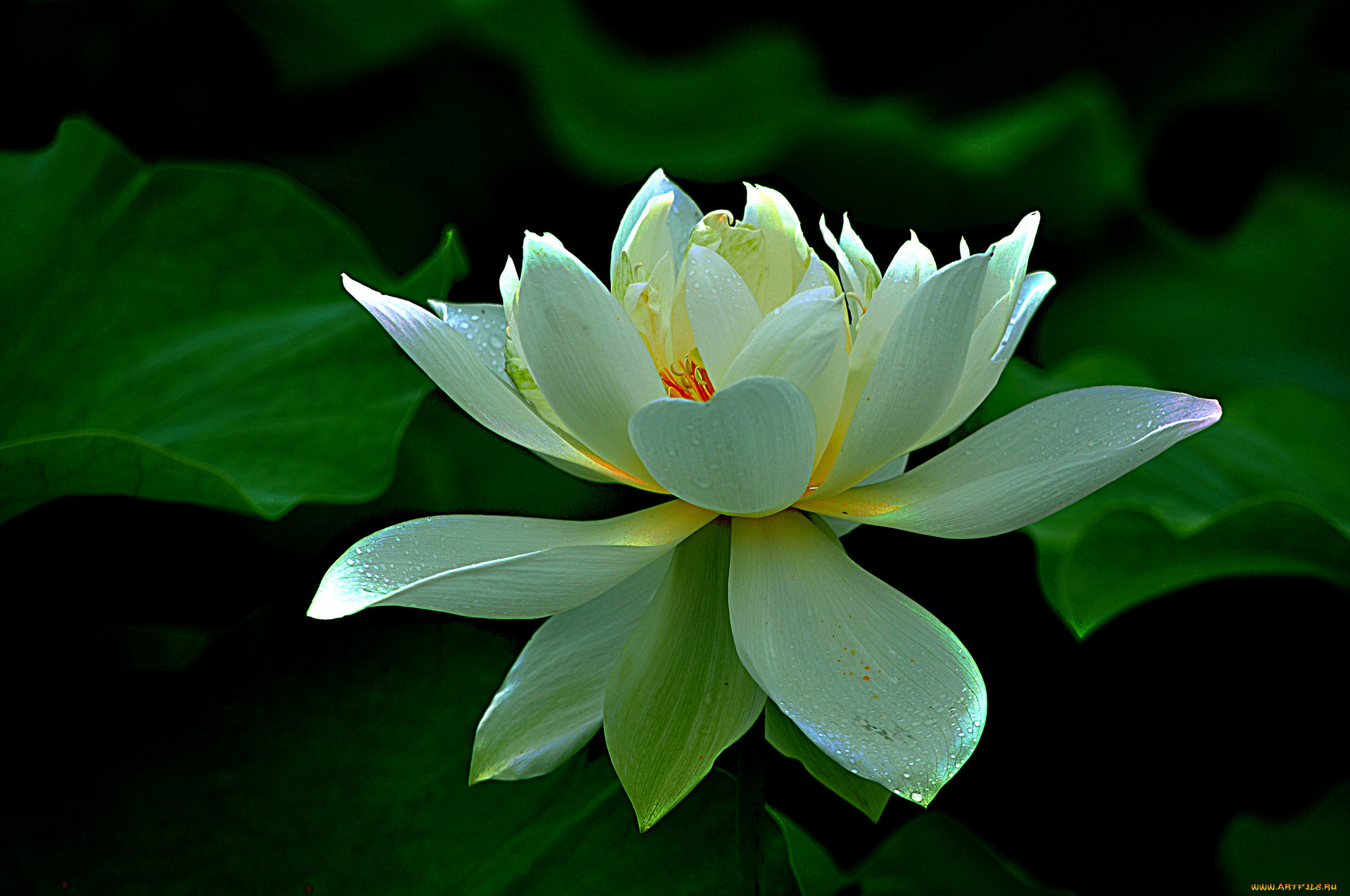 lotus, ,  ,  ,  , 